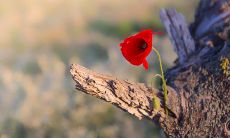 十二星座中谁粗心大意马马虎虎