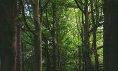 吉祥招财风水树有哪些 养什么花旺宅