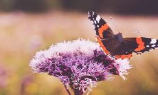 合欢花的风水禁忌 有什么寓意