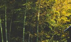 佛肚竹风水禁忌摆放要求 可以镇宅吗