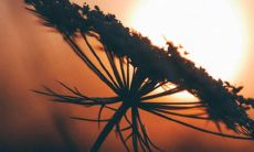 癸卯日是夜贵还是日贵