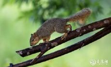 属鼠2022.11.8运势 内心烦闷