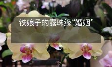 铁娘子的露珠缘“婚姻”