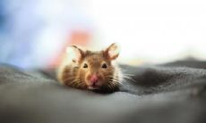 属鼠2022.11.2运势 撞大运