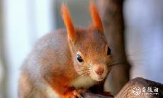 属鼠2022.10.30运势 是谈生意的能手