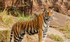 三两二男虎 三两二男是什么命