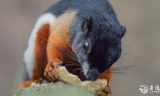 属鼠2022.10.21运势 做事要留心