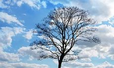 短命的动物是什么生肖 12生肖哪个最长寿