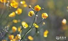 日柱带绞煞是什么意思 命带勾绞煞的化解方法