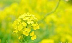 日主自坐二德者什么意思 命中同时出现天月二德