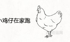 梦见一群小鸡仔在家里满地跑是什么预兆