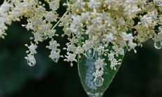 属鸡人店内摆什么植物 属鸡人的风水植物