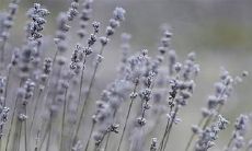 女命带青龙很不好吗 命带青龙有什么影响