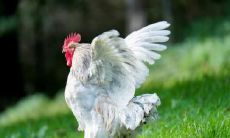 属鸡住东户好吗 不适合住东户的属相