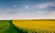 马最配的生肖 和生肖虎是白头偕老的一对