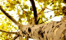 龙和什么生肖最配 和属鼠相处和谐