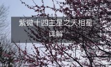 紫微十四主星之天相星详解