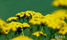 命带四位贵人会怎样 命带太极贵人会怎样