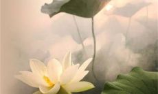 2023年3月8日适合提车吗 黄历宜忌分析