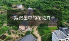 紫微星中的花花卉草