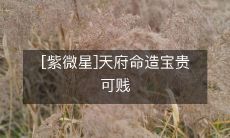 [紫微星]天府命造宝贵可贱