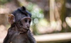 为什么尖嘴猴腮的人命不好 命运详解