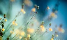 甲午日柱女命必定离婚 甲午日柱女命子女缘