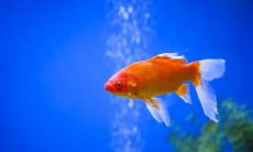 什么样的女人看起来水就多 水旺好吗