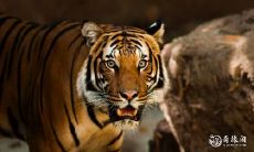 虎年腊月 这个月出生的孩子运势如何