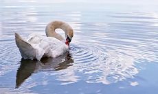 乙巳日柱女命事业 女命乙巳日柱论夫