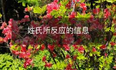 姓氏所反应的信息