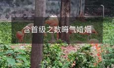 含首级之数晦气婚姻