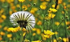 招财吉祥物有哪些推荐 怎么摆放好