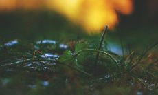 属兔男最佳婚配 与属牛女有美满的婚姻