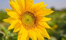 面装修中的风水内容是什么