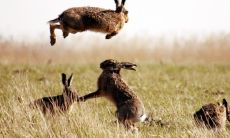 今年犯太岁的生肖2023 生肖兔的人都会犯太岁