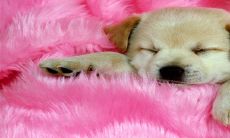 2023适合生小孩的生肖 属狗人和属猪人