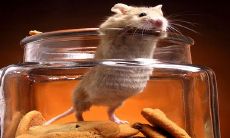 2023有结婚喜事的生肖 属鼠可以彻底告别单身