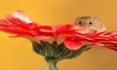 2023年婚姻最佳的生肖 是生肖鼠非常吉利的结婚年