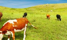 2023年财运最好的生肖 生肖牛获得了丰厚的回报