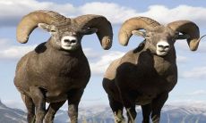 2023年带衰的生肖 生肖羊职场上比较倒霉