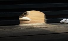 2023喜结良缘的生肖 生肖鼠正财和感情运势发展不错