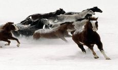 2023必有大惊喜的生肖 属马人春风得意