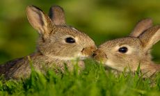 2023年犯岁星的生肖 生肖兔本命年值太岁