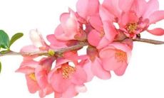 2023年2月21日龙头节订婚好吗 今日提亲好吗