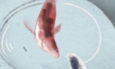 乌龟五行的水火揭密