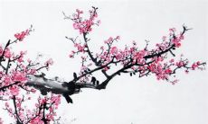 2023癸卯年属马人全年 提车最好的吉利日子