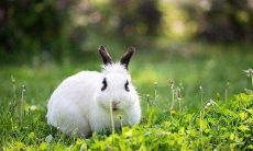 出生于戌时的女孩如何 属兔戌时出生好不好