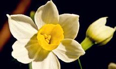 水仙花室内风水摆放常识