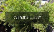 7莳花能开运旺财
